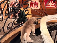 -喜柴咖啡·柴犬狗咖