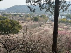 -香雪海