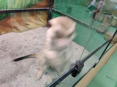 -藦茜花园宠物主题亲子互动体验馆(国顺东路店)