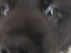 -瑞鹏宠物医院·超声·骨科·奇麟分院(蜀都万达店)