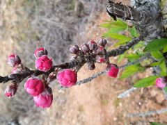 桃园-神光山国家森林公园