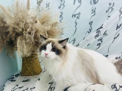 -爱洗澡的猫(望京店)