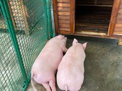 -同里湖度假村(二期店)