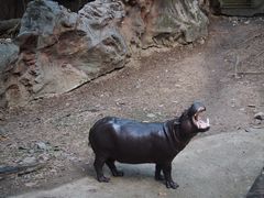 -清迈夜间动物园