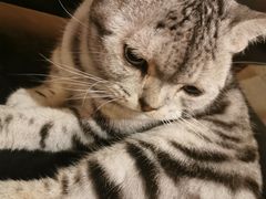 -猫友咖啡店(玉林西路店)