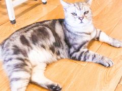 -Cappucimeow猫咪咖啡馆(韦伯时代店)