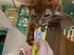 -飞行喵MR PILOT|猫舍·猫咖(静安大融城店)