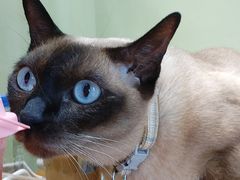 -藏猫猫咖啡主题馆(中央大道店)