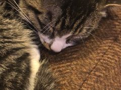 -平行世界·猫咖(首经贸店)