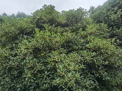 -韶山毛泽东同志故居
