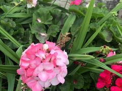 -东莞植物园