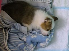-中农大我爱我爱24h动物医院·中医针灸·猫专科·骨科医疗中心(双井店)