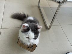 -怪兽屋·羊驼·猫咖·狗咖(俊华广场店)