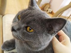 -猫咪派对(江南西店)