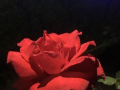 -亚龙湾国际玫瑰谷