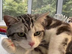 -美联众合动物医院(·中兽医·疑难杂症·严家桥分院)