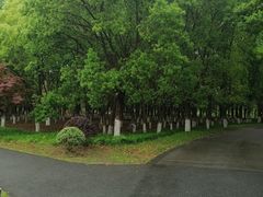 -九科绿洲