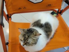 -平行世界·猫咖(首经贸店)