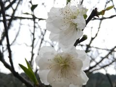 -南国桃园旅游度假区