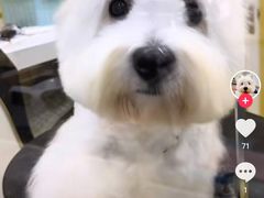 -德元·美联众合24小时动物医院(总院)