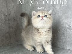 -小猫来了·猫舍(红山六九七九店)