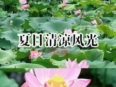 -金山公园