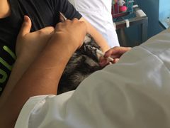 -瑞派福兴宠物医院犬猫全科·骨科·中西医结合(河东店)