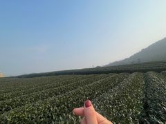 -龙坞茶村