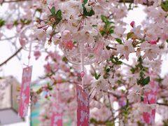-莫愁湖公园