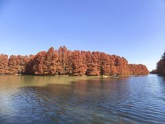 -上海海湾国家森林公园