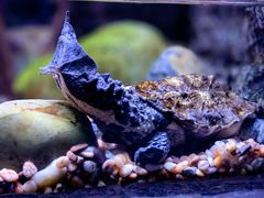 -上海海洋水族馆