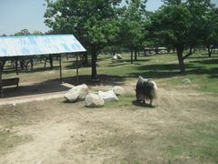 秦岭动物园-西安秦岭野生动物园