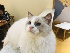 -滚猫咖啡·猫咖·猫友好撸猫(未来城店)
