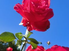 -北京园博大酒店