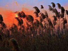 -盐城丹顶鹤湿地生态旅游区