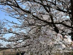 -天王浮山樱花园