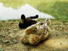 -河南省黄河迎宾馆