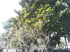 -复旦大学光华楼