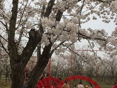 -天王浮山樱花园