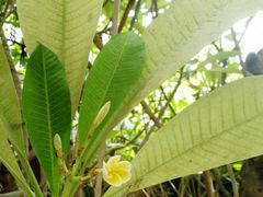 -石家庄市植物园