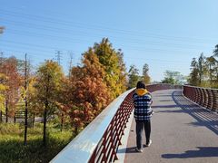 -王借岗森林公园