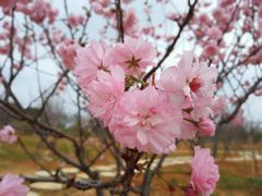 -天适樱花悠乐园