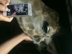 android_upload_pic-清迈夜间动物园