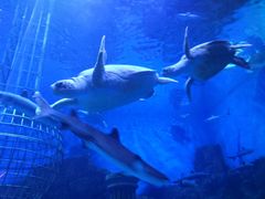 -芜湖新华联大白鲸海洋公园