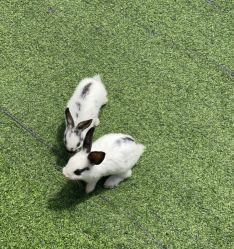 -萌宠亲子动物乐园(槐房万达店)