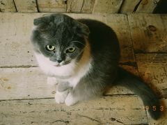 -壹六猫窝(谷德店)