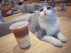 -啵啵喵·猫咖(攀华国际店)