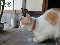 -秦云老太婆摊摊面(磁器口店)