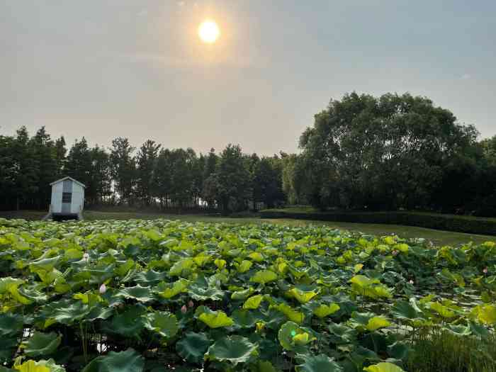 乌巾荡湿地公园