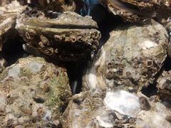 -烧蠔帮·生蚝海鲜牌档(观海店)